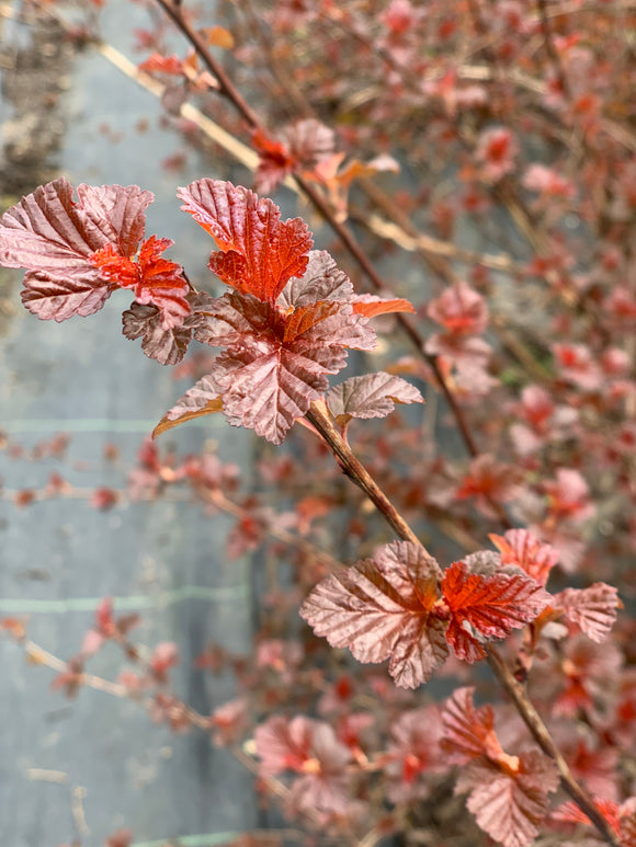 Physocarpus Lady in Red 60cm+ (Pūslenis)