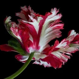 Tulipa Rembrandt Estella Rijnweld 50cm+ (Tulpė)