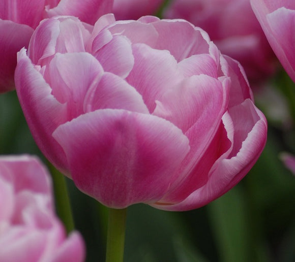 Tulipa Double Pink 35cm+ (Tulpė)