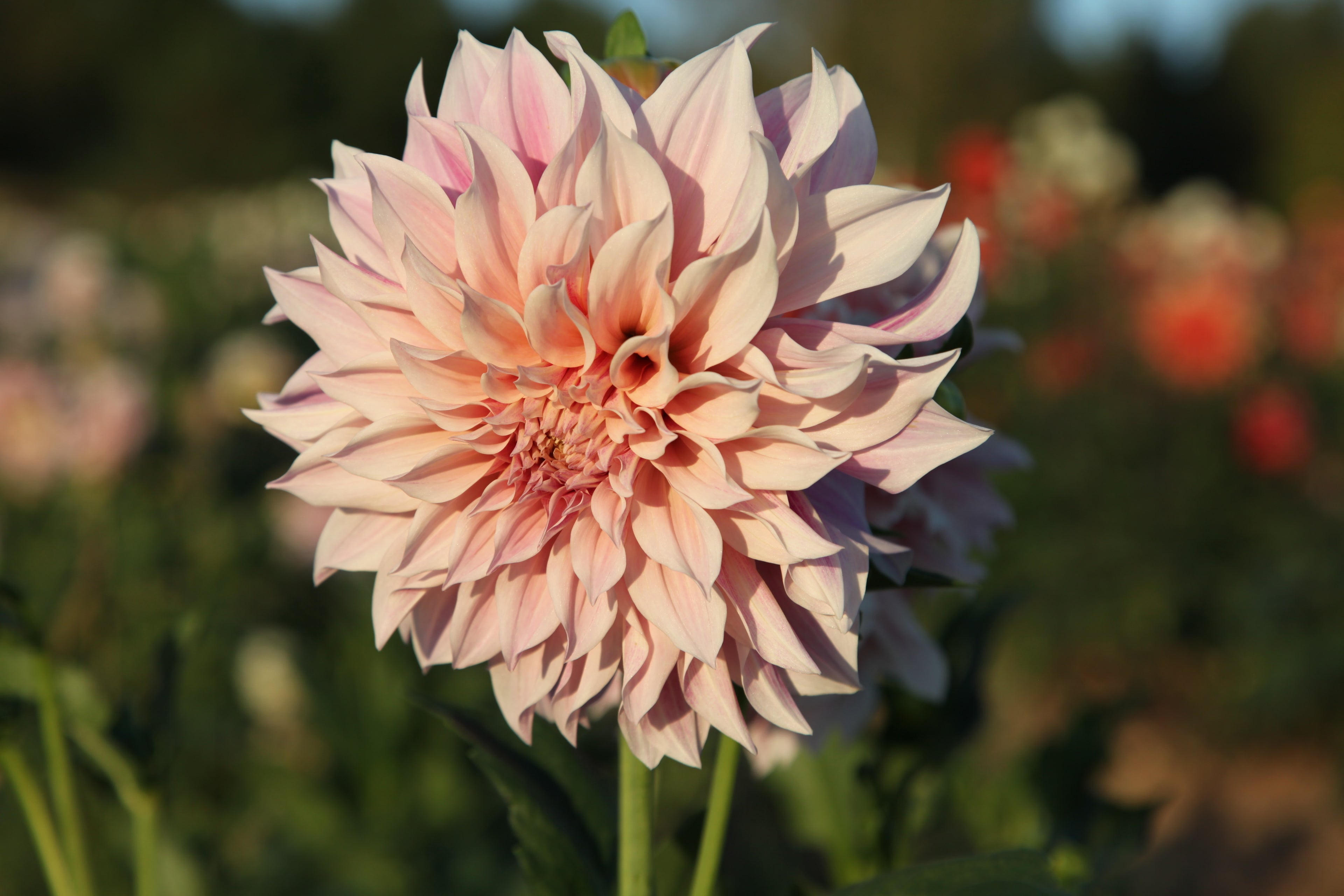 Jurginas "Cafe Au Lait"