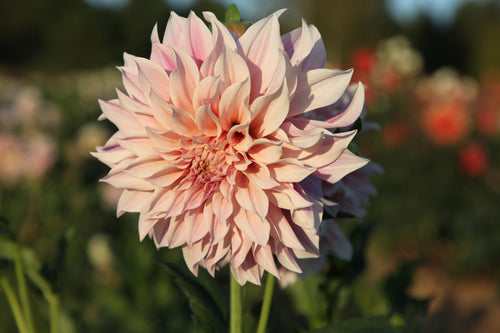 Jurginas "Cafe Au Lait"