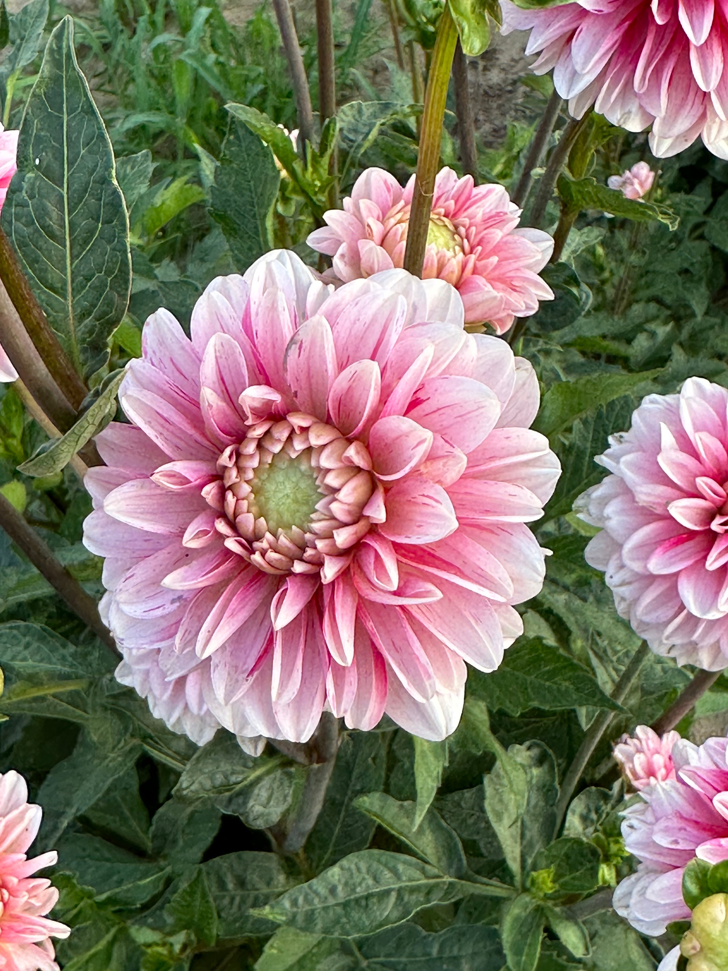 Jurginas "Strawberry Cream"