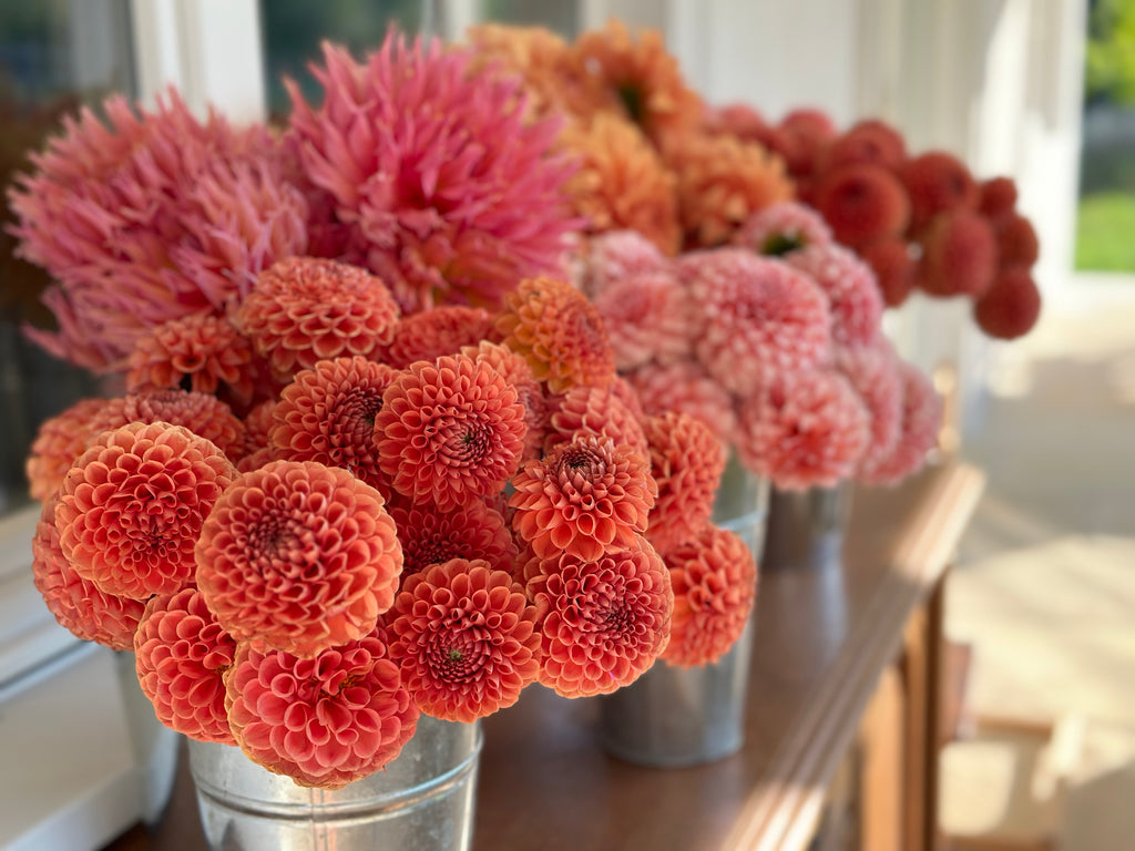 Jurginų gumbų kolekcija "Lašišiniai Persikiniai"