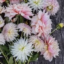 Jurginų gumbų kolekcija "Švelni Pastelė"