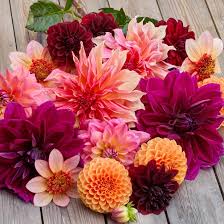 Jurginų gumbų kolekcija "Ryškioji"