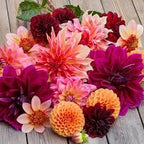 Jurginų gumbų kolekcija "Ryškioji"