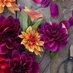 Jurginų gumbų kolekcija "Ryškioji"