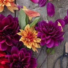 Jurginų gumbų kolekcija "Ryškioji"