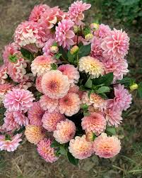 Jurginų gumbų kolekcija "Lašišiniai Persikiniai"