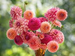 Jurginų gumbų kolekcija "Lašišiniai Persikiniai"