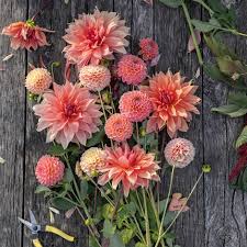 Jurginų gumbų kolekcija "Lašišiniai Persikiniai"