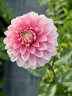 Jurginas "Strawberry Cream"