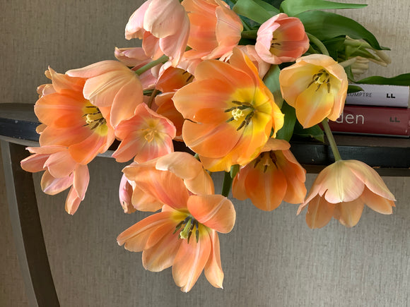 Tulipa Single Apricot Beauty 40cm+ (Tulpė)