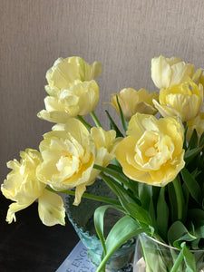 Tulipa Double Yellow 45cm+ (Tulpė)