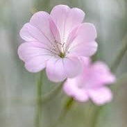 Agrostemma Light Pink 50cm+ (Raugė)