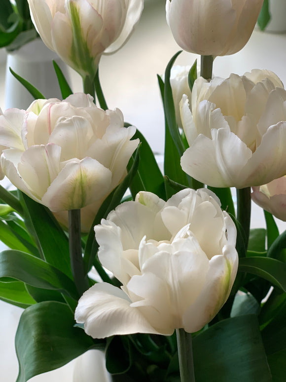 Tulipa Double Antique White 45cm+ (Tulpė)