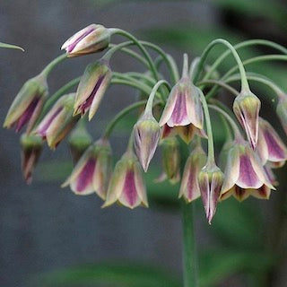 Allium Nectaroscordum Bulgaricum 60cm+ (Česnakas)
