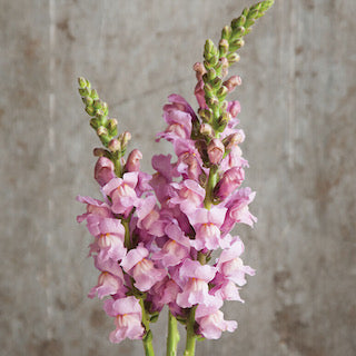 Antirrhinum Lavender 50cm+ (Žioveinis)