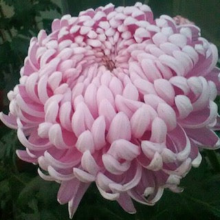 Chrysanthemum Allouise Pink 60cm+ (Chrizantema)