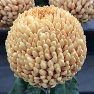 Chrysanthemum Barbara Dakin 60cm+ (Chrizantema)
