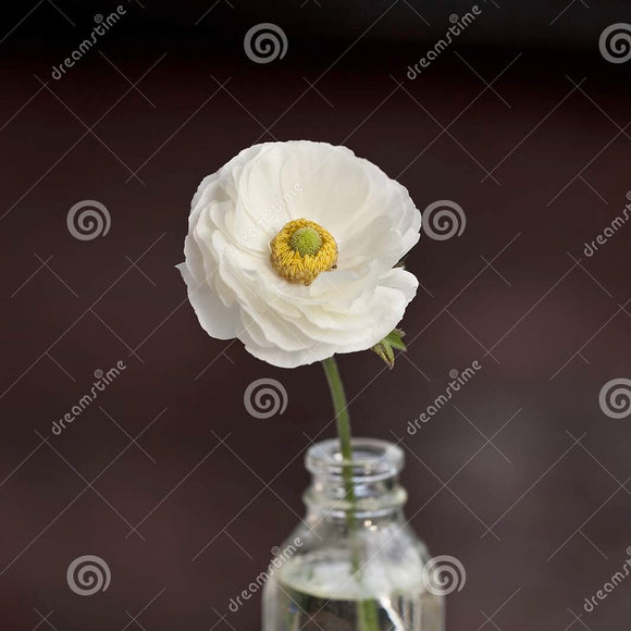 Ranunculus White 50cm+ (Vėdrynas)