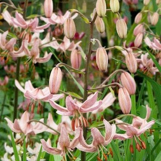 Lillium Marathon Pink Morning 50cm+ (Lelija)