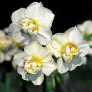 Narcissus Cheerfulness 40cm+ (Narcizas)