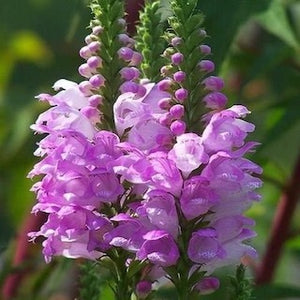 Physostegia Pink Manners 50cm+ (Pūstatauris)