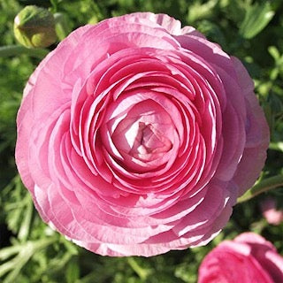 Ranunculus Pastel Pink 40cm+ (Vėdrynas)