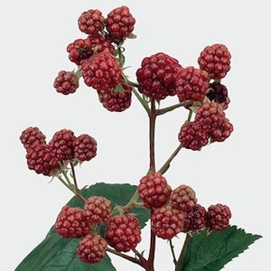 Rubus Chester 20-35cm+ (Gervuogės x10) MINI