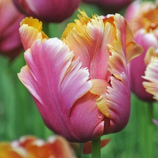 Tulipa Amazing Parrot 45cm+ (Tulpė)