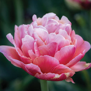 Tulpės Aveyron