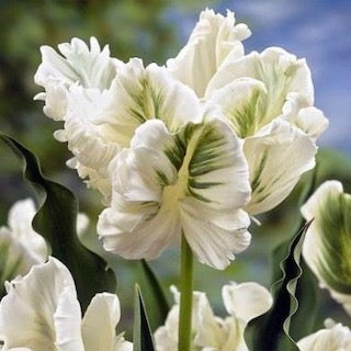 Tulipa White Rebel 30cm+ (Tulpė)