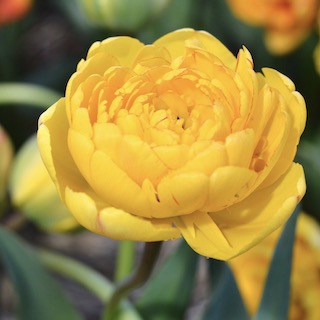 Tulpės Yellow Pomponette