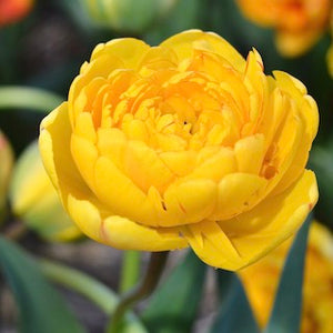 Tulipa Yellow Pomponette 45cm+ (Tulpė)