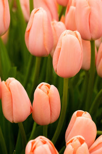 Tulipa Peach Menton 65cm+ (Tulpė)