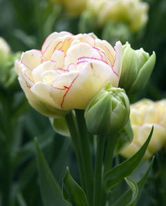 Tulipa Belicia 45cm+ (Tulpė)