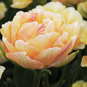 Tulipa Charming Lady 40cm+ (Tulpė)