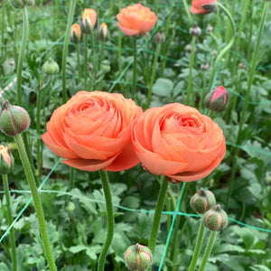 ***Ranunculus Salmone 40cm+ (Vėdrynas, idealūs vazoms)